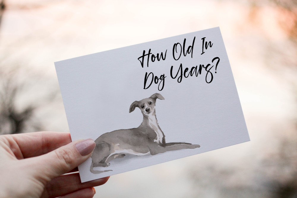 Greyhound Dog Birthday Card, Dog Birthday Card - Click Image to Close